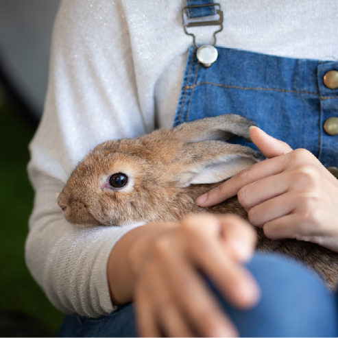 קורס התבוננות בבעלי חיים